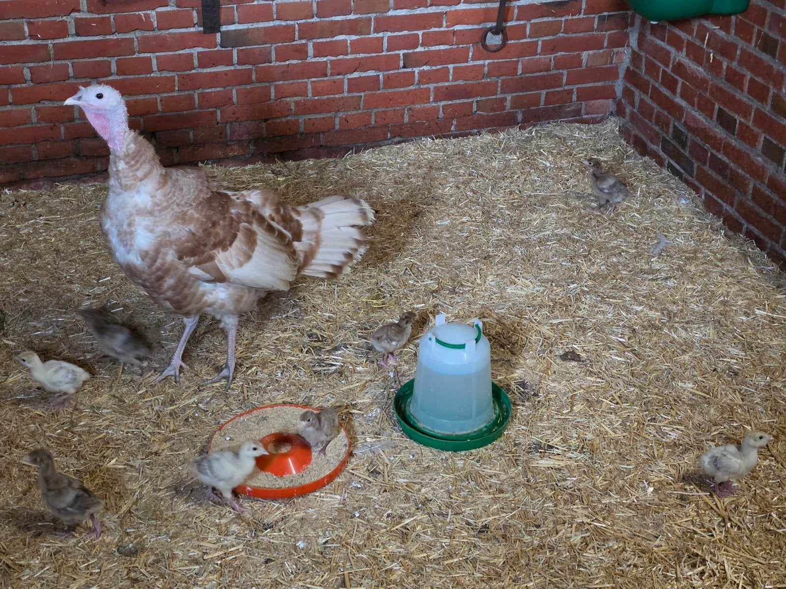 Tekoop mooie ardenner kalkoenen kuikens, Dieren en Toebehoren, Pluimvee, Meerdere dieren, Kalkoen