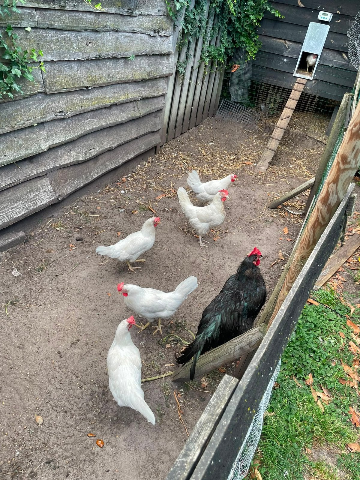 Leghennen, Dieren en Toebehoren, Pluimvee, Vrouwelijk, Kip