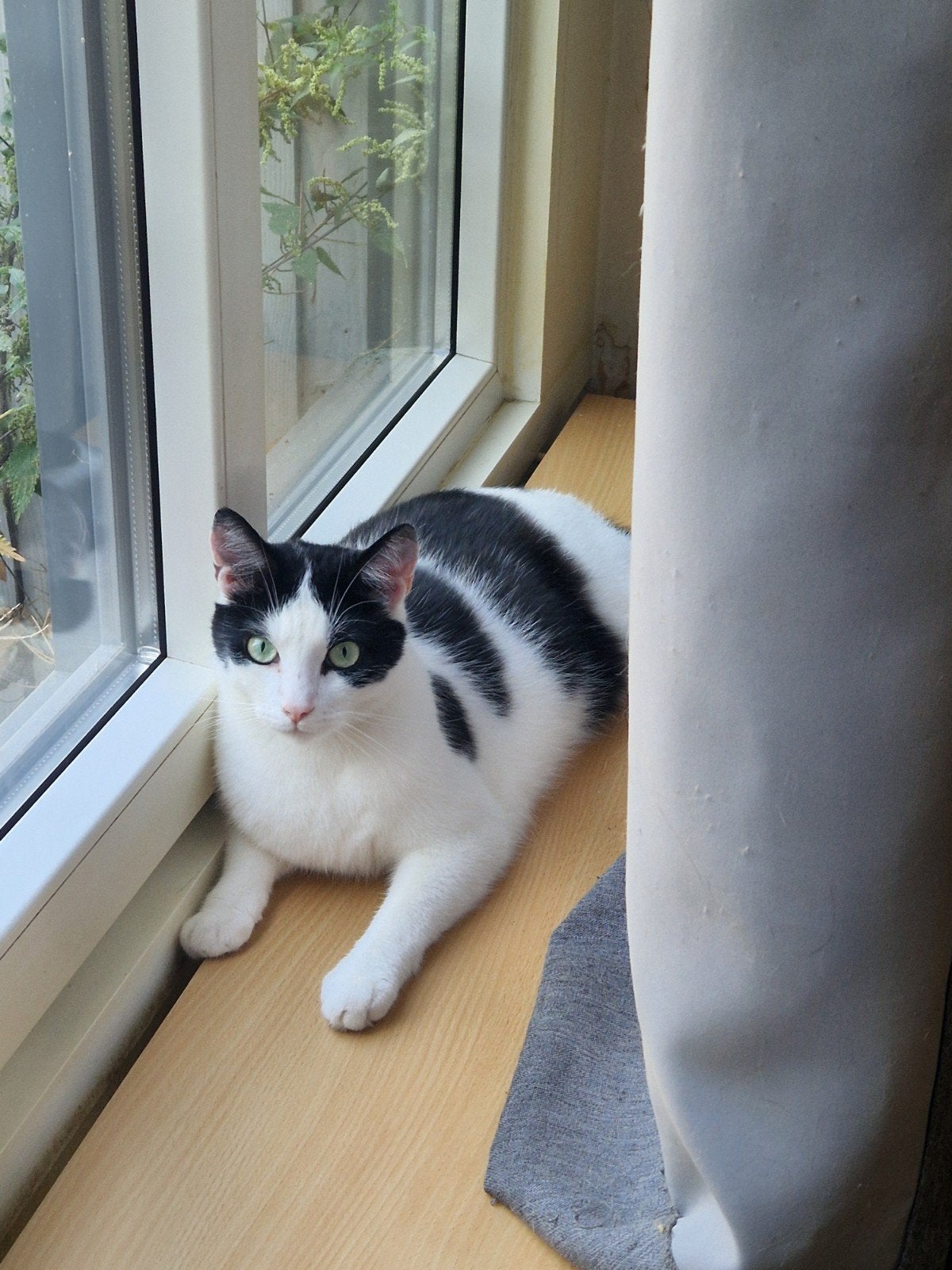 spoedig een liefdevol thuis gezocht voor kater en poes, Meerdere dieren