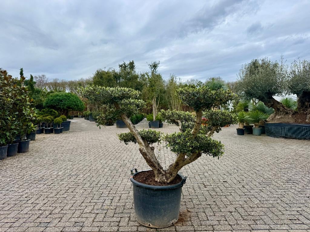 Olijfboom - Olea europaea pon pon te koop bij Palmexpert, Tuin en Terras, Planten | Bomen, Ophalen of Verzenden, 100 tot 250 cm