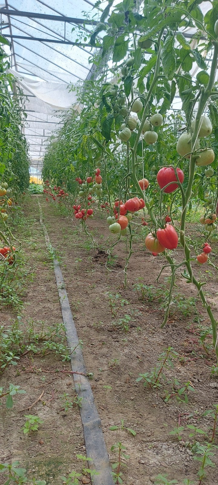 Verse, tomaten rechtstreeks van de teler, Zakelijke goederen, Ophalen