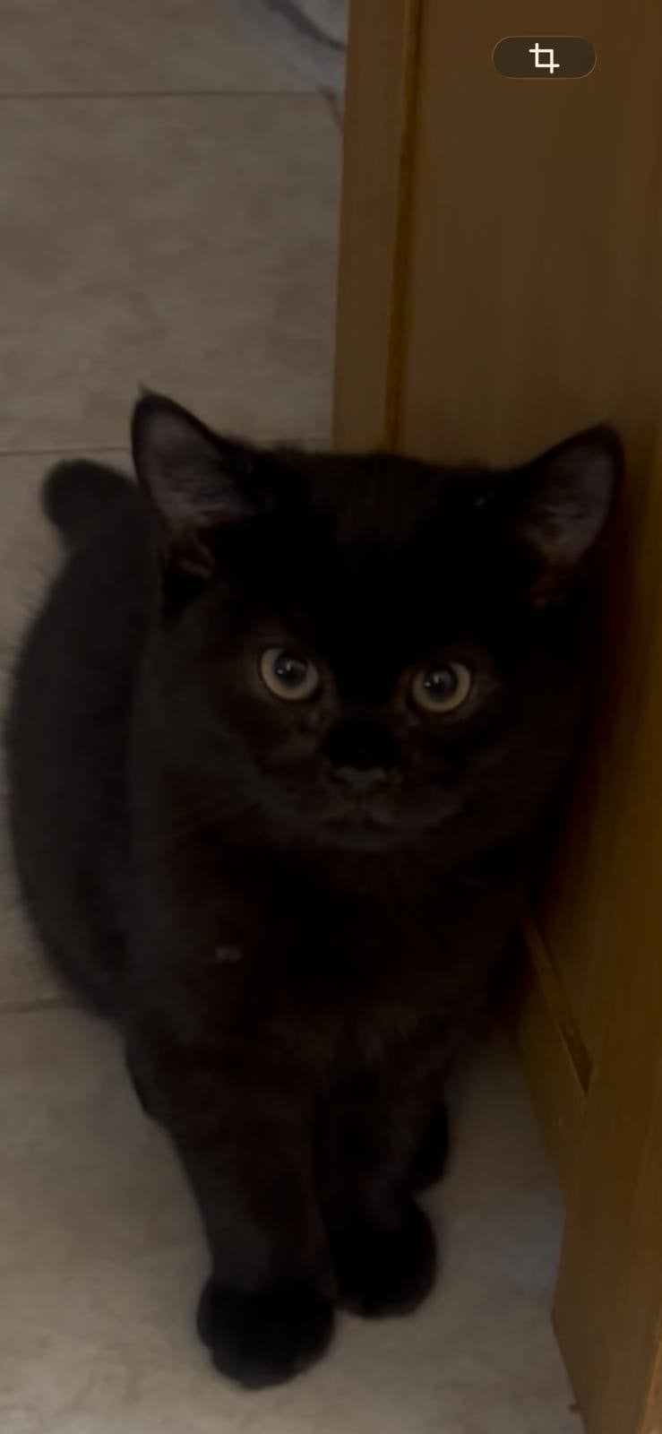 Britskorthaar te koop, Poes, 0 tot 2 jaar