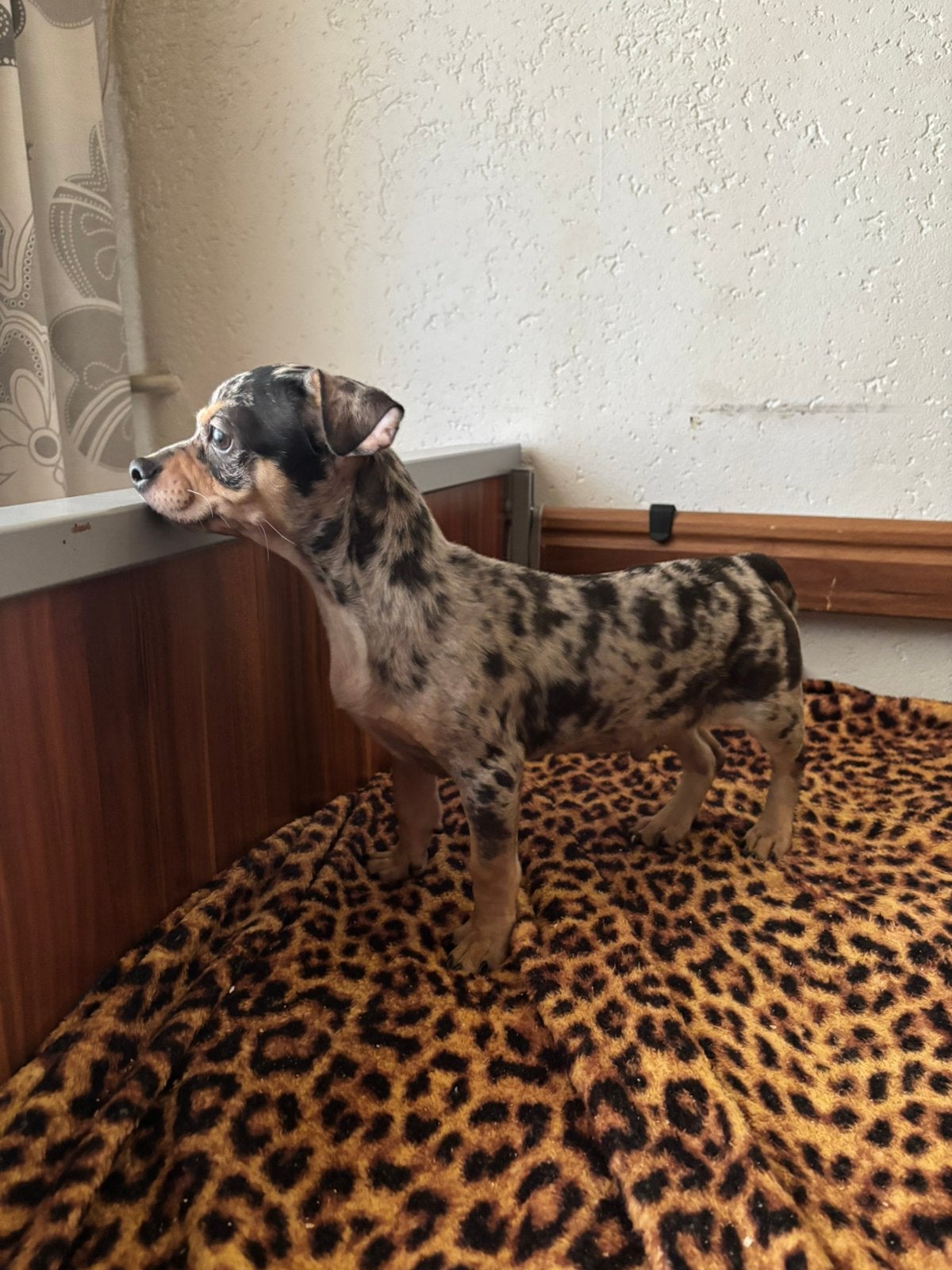 lieve Chihuahua reutje, Reu, Meerdere, Chihuahua, Nederland