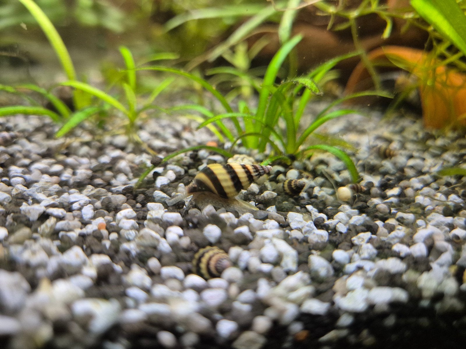 Helena slakken, Dieren en Toebehoren, Vissen | Aquariumvissen, Slak of Weekdier, Zoetwatervis