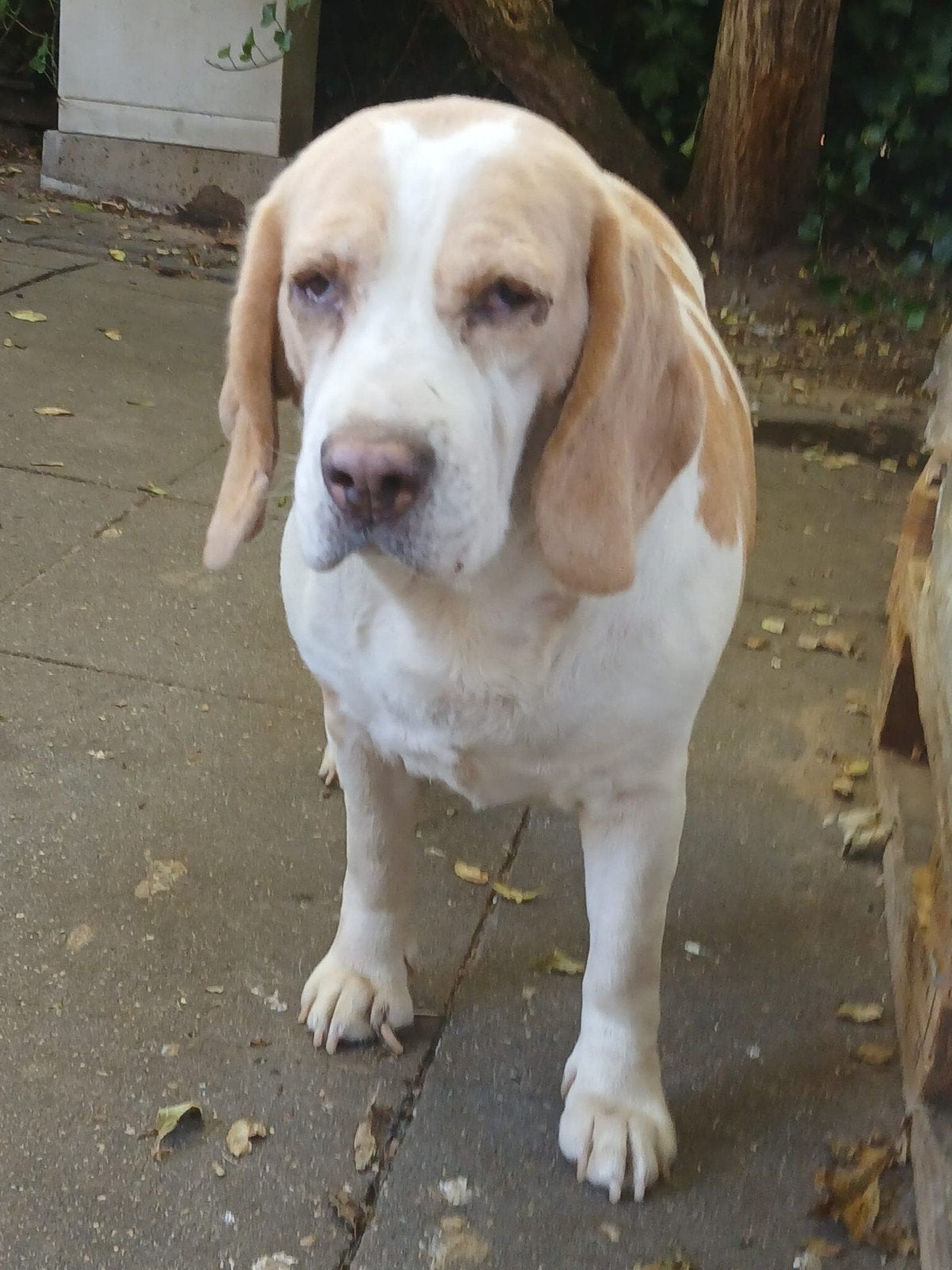 Lieve Beagle zoekt goudenmand, Dieren en Toebehoren, Beagle, Rabiës (hondsdolheid), Teef, Eén hond