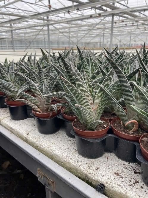 Succulent Aloe Variegata potmaat 8,5cm pot, Vetplant, Ophalen of Verzenden, In pot, Minder dan 100 cm