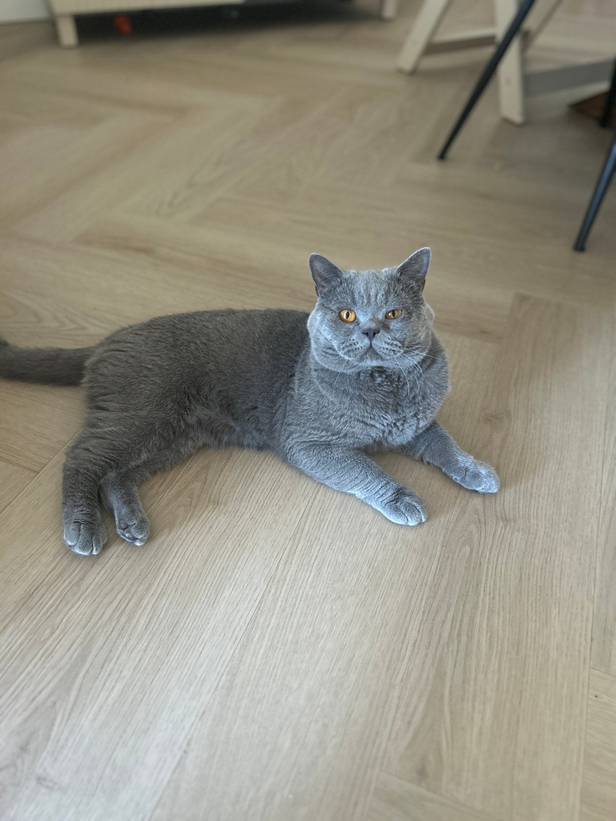 Lieve Britse korthaar zoekt een nieuw thuis, Kater, Met stamboom, 0 tot 2 jaar