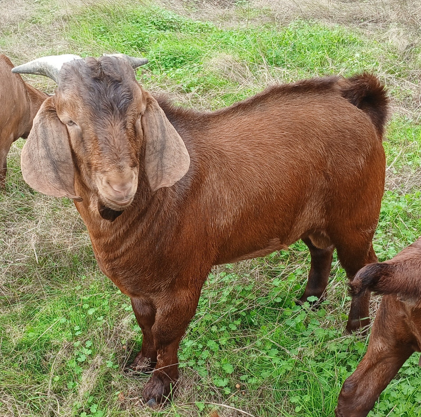 Boerbok te koop, Mannelijk, Geit