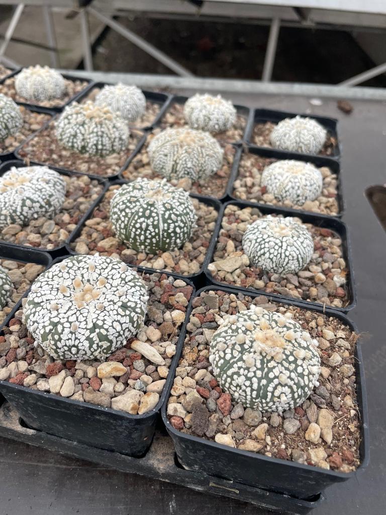 Cactus Astrophytum Super Kabuto potmaat 7,5 cm., Huis en Inrichting, Ophalen of Verzenden, Minder dan 100 cm, Bloeiende kamerplant