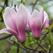 Mooie Magnolia 'George Henry Kern' (Beverboom)!, Ophalen, Overige soorten, Struik, 100 tot 250 cm