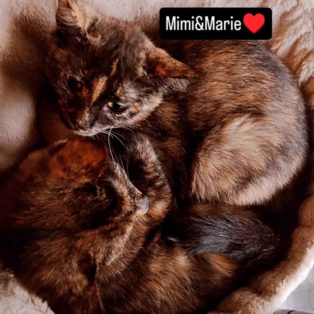 2 zusjes zoeken goed huisje, Dieren en Toebehoren, Katten en Kittens | Overige Katten, Poes, Kortharig, 0 tot 2 jaar