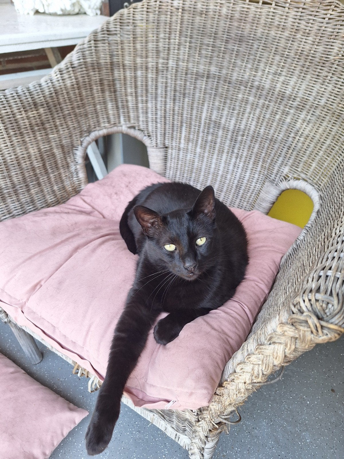 Bombay kater zwart 5jaar oud., Dieren en Toebehoren, Katten en Kittens | Overige Katten, Kater, Kortharig, 3 tot 5 jaar