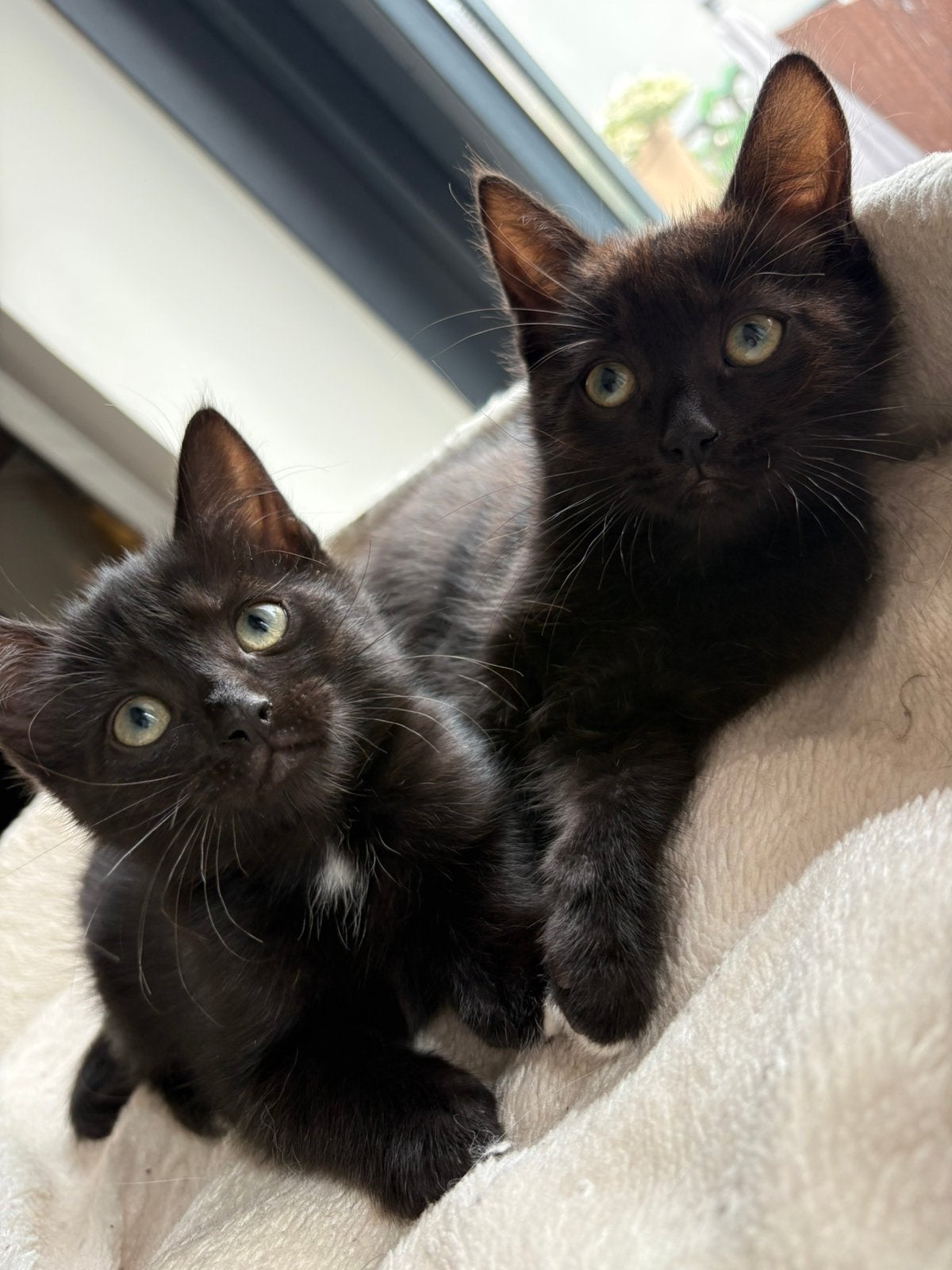2 poesjes Ragdoll x Europese korthaar kittens, Meerdere dieren, Ontwormd, 0 tot 2 jaar