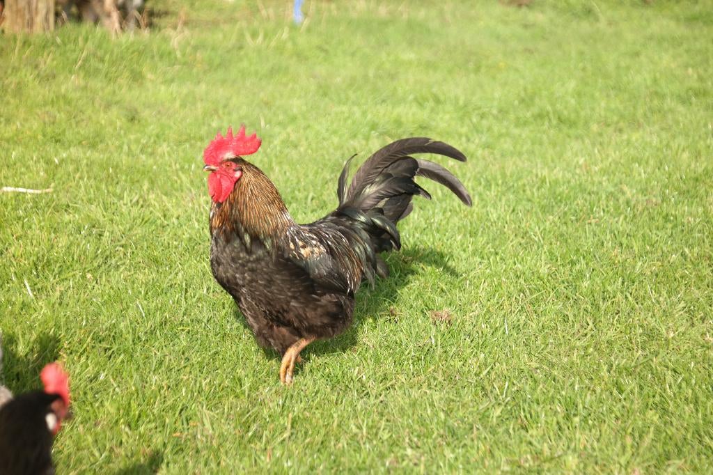 Broedeieren Groenleggers, Dieren en Toebehoren, Pluimvee, Kip, Geslacht onbekend