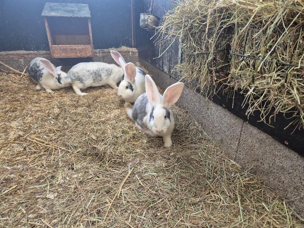 Grote konijnenrassen | Duitse reus | Mooie konijnen, Dieren en Toebehoren, Konijnen, Meerdere dieren, Groot, 0 tot 2 jaar