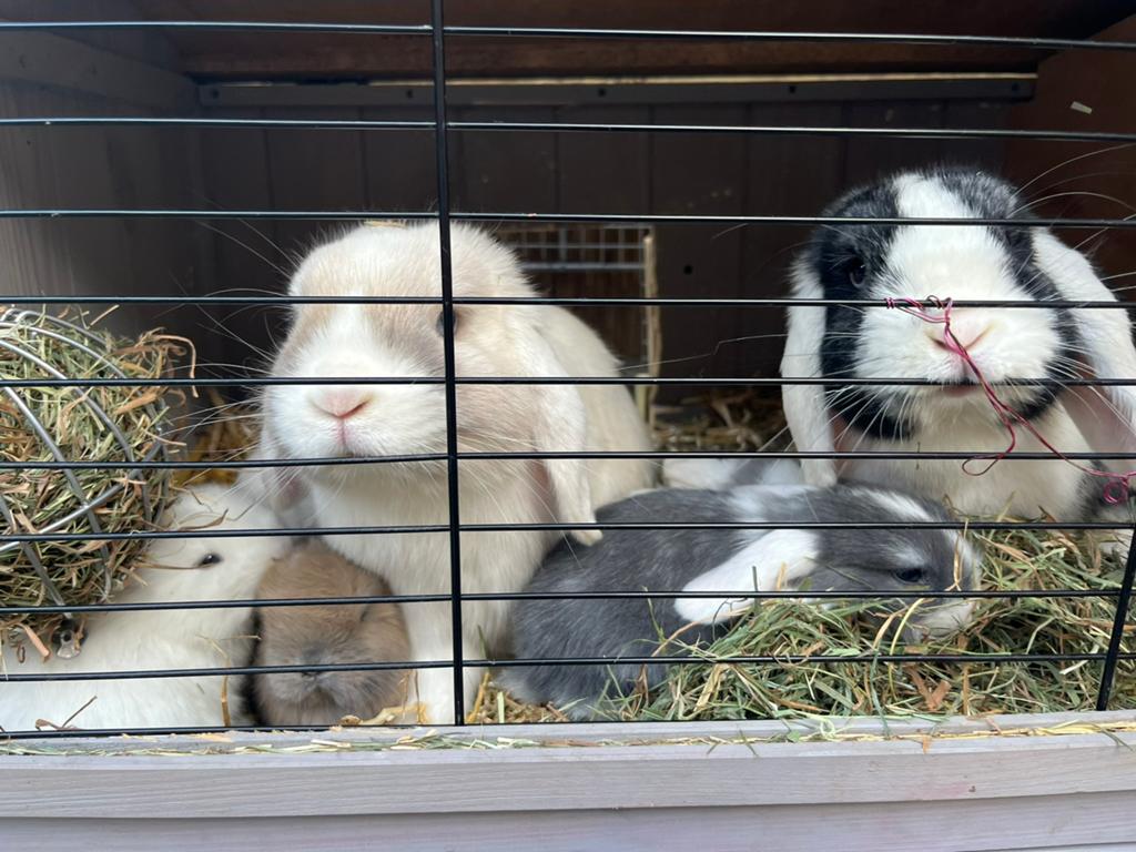 Hangoor konijnen te koop, Meerdere dieren, Dwerg, Hangoor, 0 tot 2 jaar