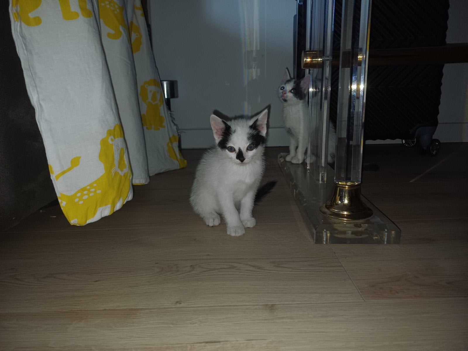 Kittens, Meerdere dieren