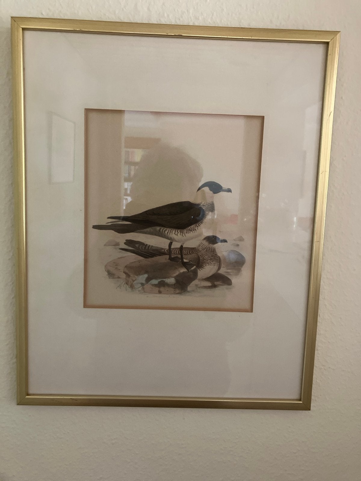 Handgekleurde litho van vogels, anno 1877, Antiek en Kunst, Handgekleurd, 1800 - 1899, Ophalen of Verzenden, Flora en Fauna