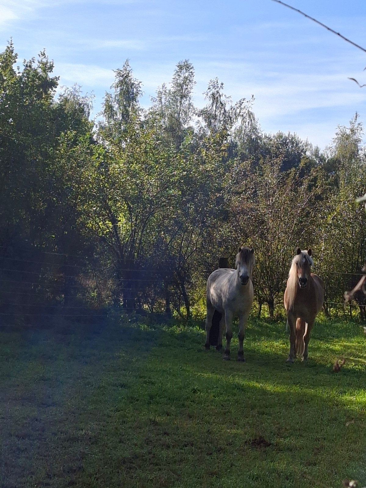 Bos, onbeperkt ruwvoer, 24-7 inloopstal, volledig pension, Stalling, 4 paarden of pony's of meer