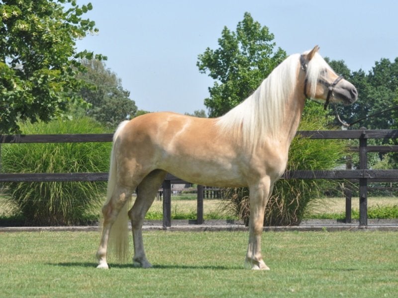 3 jarige haflinger merrie, Dieren en Toebehoren, Pony's, Merrie, Met stamboom, 3 tot 6 jaar, Onbeleerd