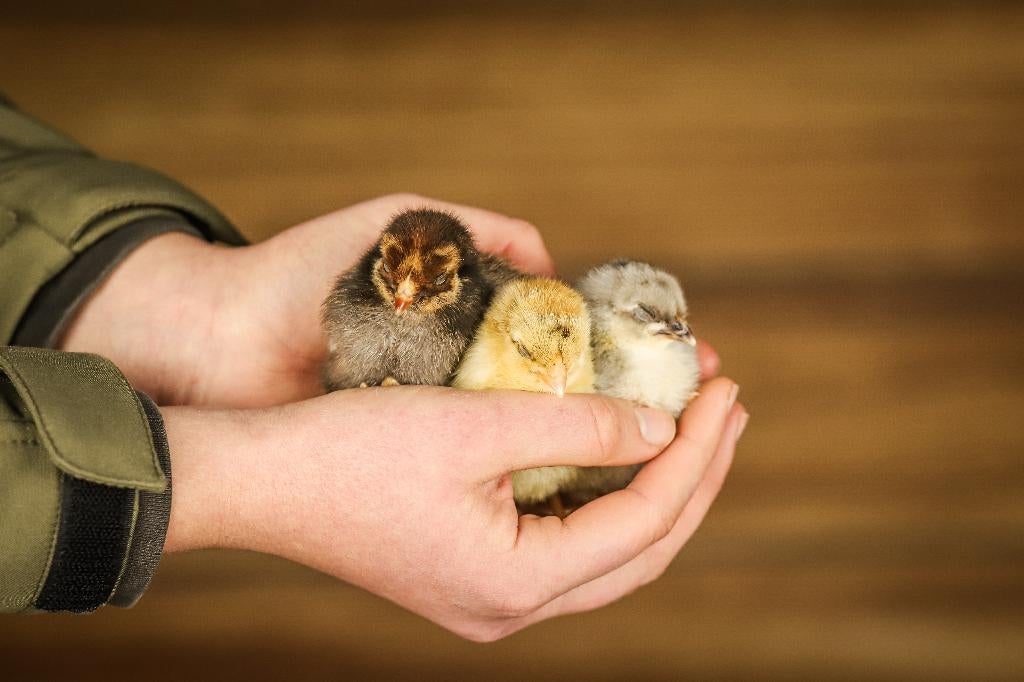 Wyandotte kriel kippen kuikens | Gesekst en Ingeënt