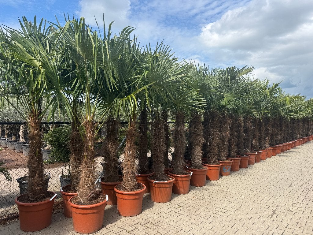 Trachycarpus fortunei palmboom - palmbomen met 140 cm stam, In pot, Halfschaduw, Ophalen of Verzenden, Lente