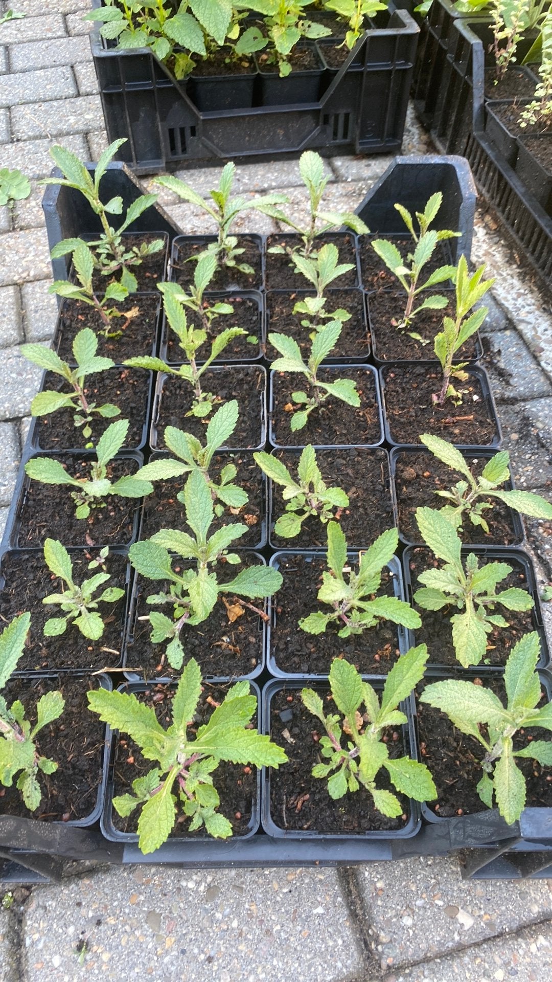 50 verbena bonariensis, Ophalen, Overige soorten, Volle zon