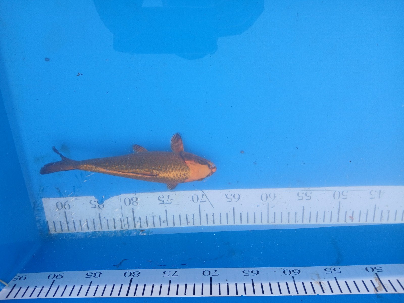 Ghost koi, Karper of Koi