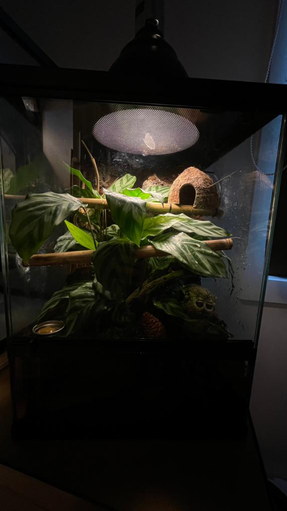 Terrarium + wimper gekko Crested Gecko - unknown for sale from Jordan