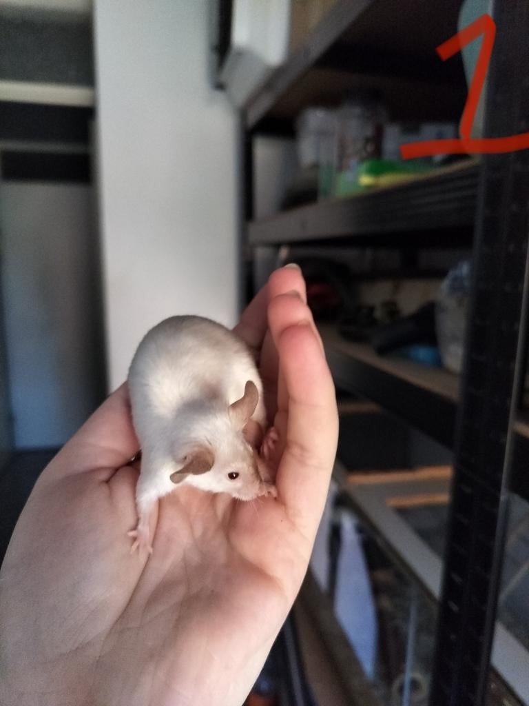 Mooie vrouwtjes muizen, Juli, Vrouwelijk, Muis