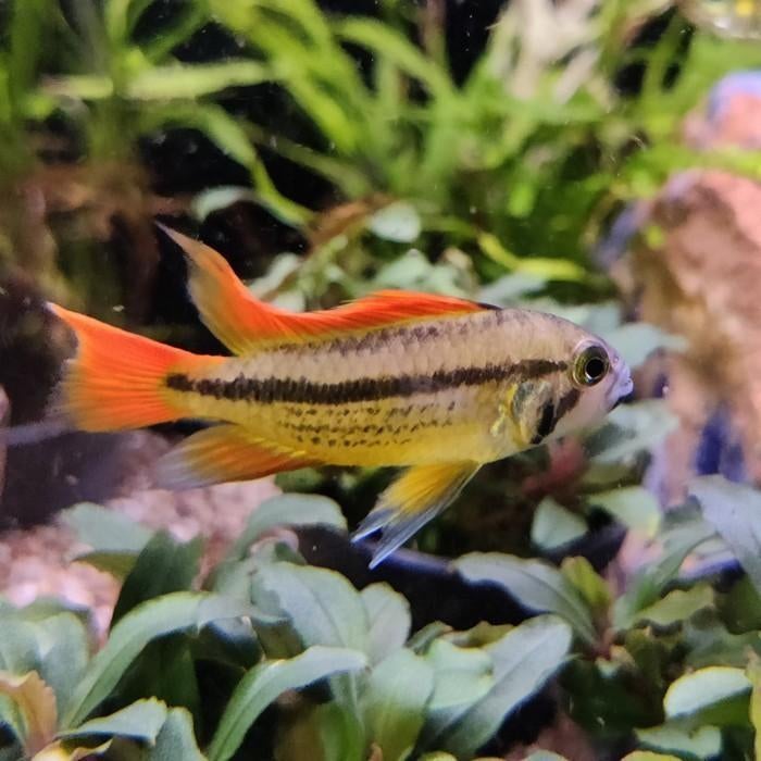 Apistogramma cacatouides, Dieren en Toebehoren, Kreeft, Krab of Garnaal