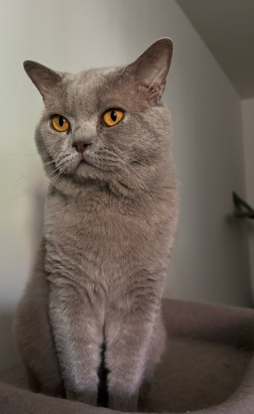 🐾 Zeer ervaren Britse korthaar dekkater MET DEKGARANTIE, Dieren en Toebehoren, Katten en Kittens | Dekkaters, 3 tot 5 jaar