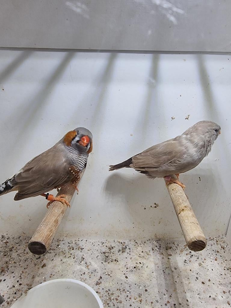 Te koop koppel charcoal bruin, Dieren en Toebehoren, Meerdere dieren