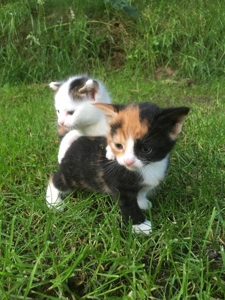 Lieve boerderij kittens te koop, Poes, Ontwormd, 0 tot 2 jaar