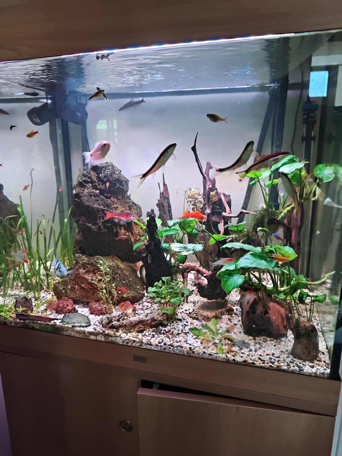 aqarium juwel 200 met alles erbij, Ophalen, Zo goed als nieuw, Gevuld zoetwateraquarium