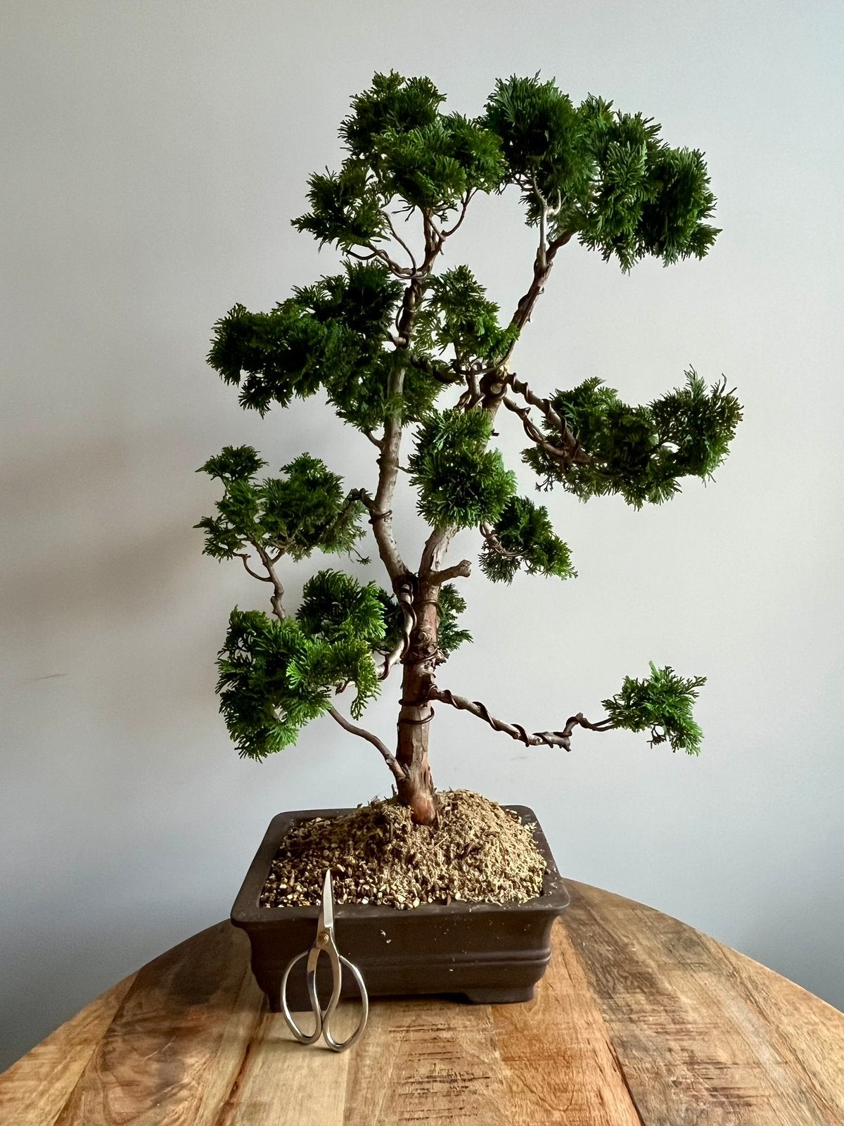 Hinoki Cypress Bonsai 80cm hoog, Ophalen, Bloeit niet, Halfschaduw, Overige soorten