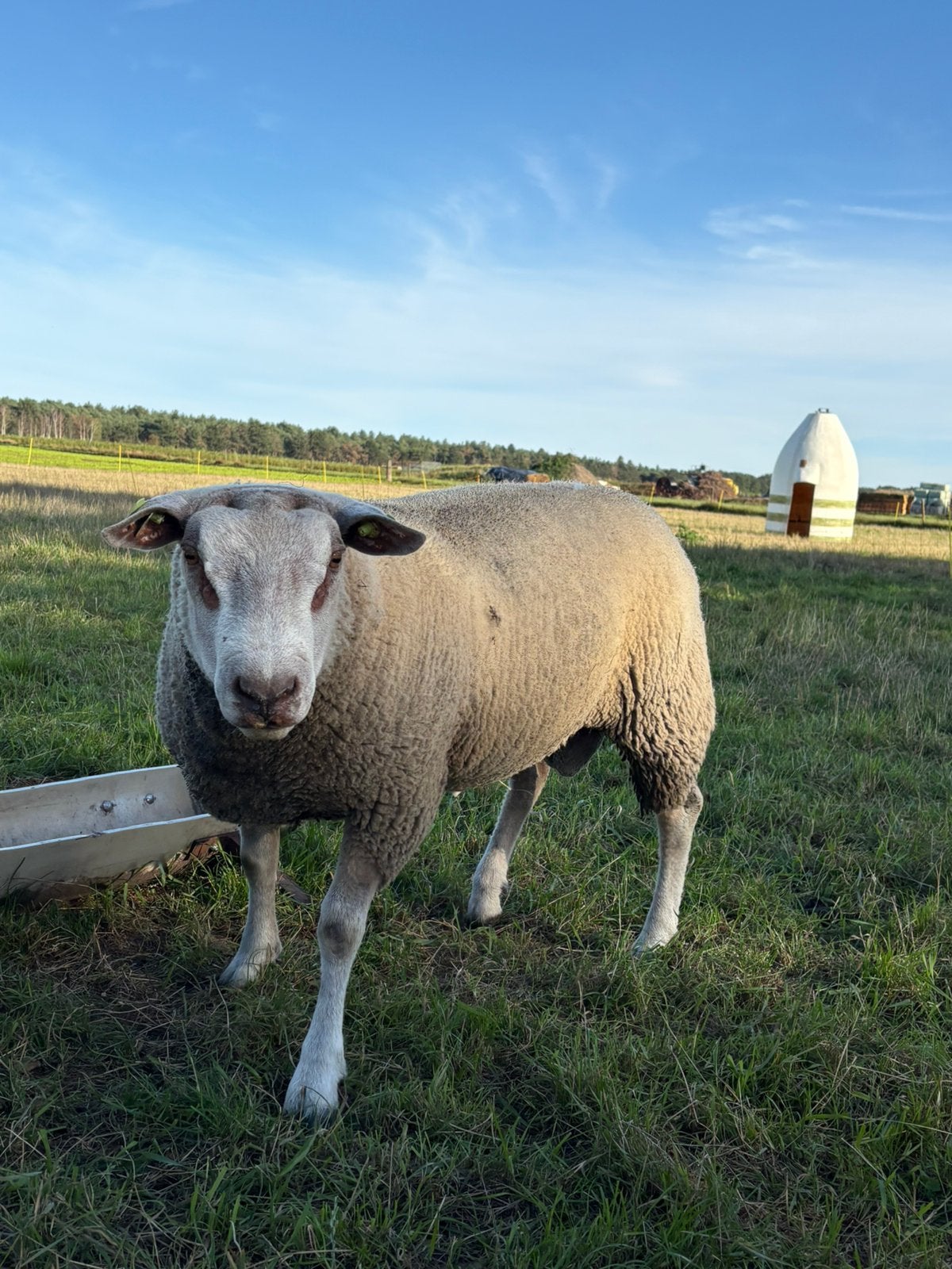 Dekram, Mannelijk, Schaap, 0 tot 2 jaar
