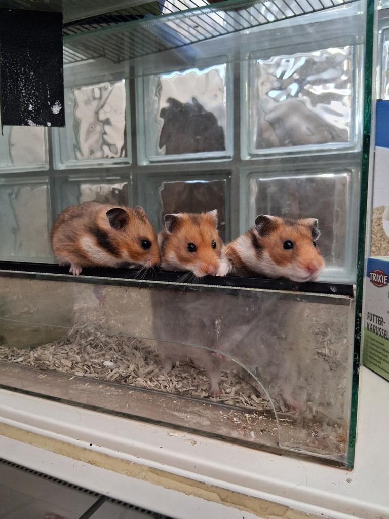 SUPER lieve hamsters te koop!, Dieren en Toebehoren, Knaagdieren, Hamster, Februari, Meerdere dieren, Tam