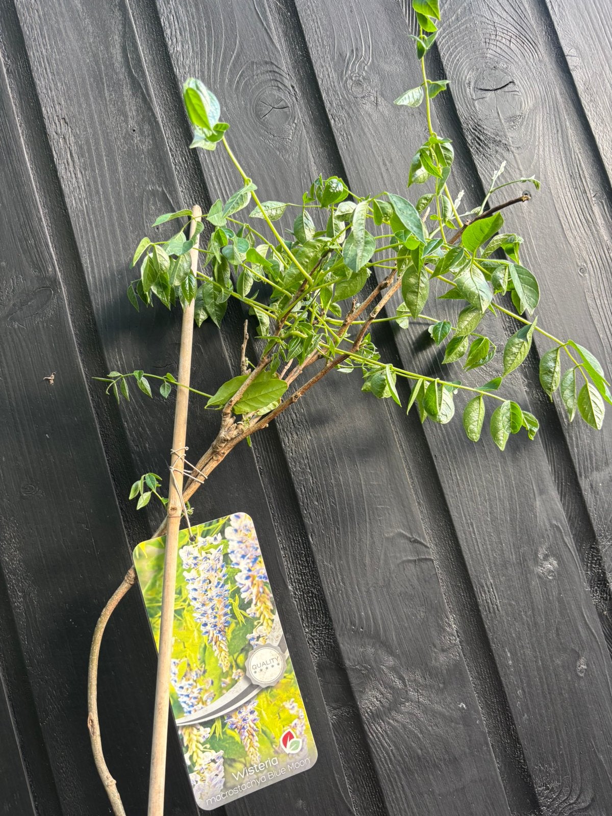 Wisteria, Ophalen, Vaste plant, Klimplanten, Halfschaduw