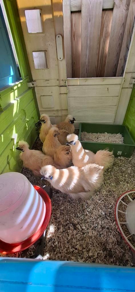Broedeieren zijdehoenders, Dieren en Toebehoren, Pluimvee, Geslacht onbekend, Kip