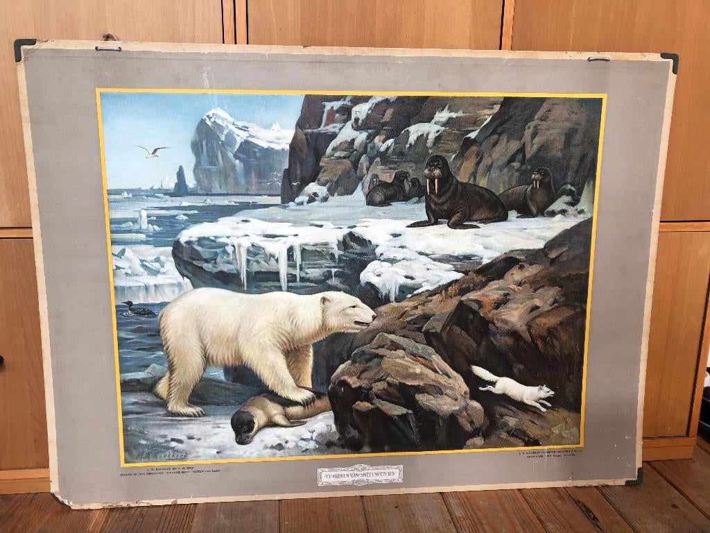 schoolplaat "Te midden van sneeuw en ijs", Antiek en Kunst, Antiek | Schoolplaten, Natuur en Biologie, Ophalen of Verzenden