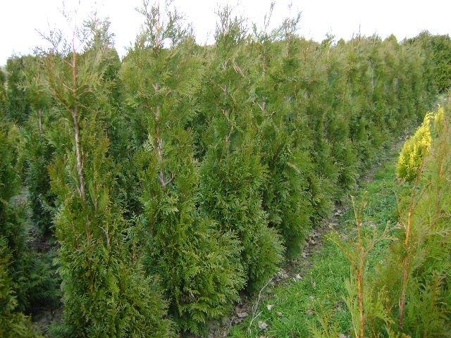 thuja haag coniferen, Ophalen, Conifeer, Haag, 100 tot 250 cm