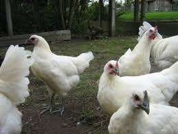 Australorp kippen., Vrouwelijk, Kip