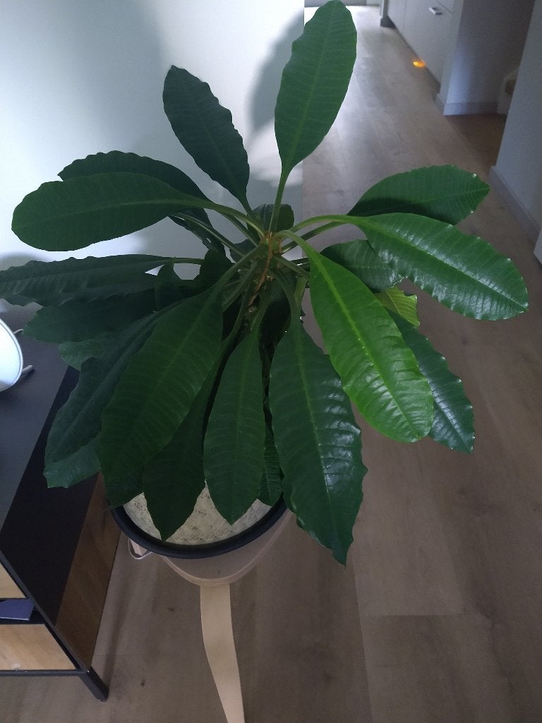 Madagascar Jewel plant, Ophalen, Overige soorten, Halfschaduw, Minder dan 100 cm