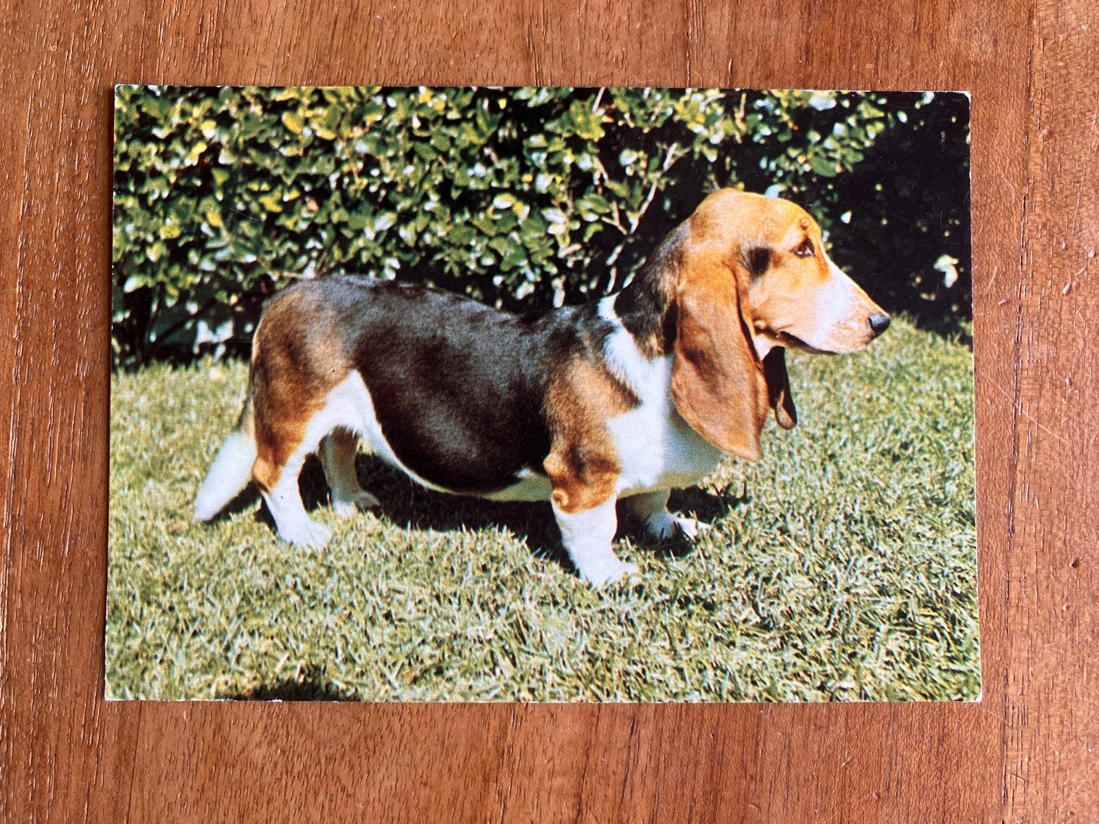 Basset Hound hond - 1974, Ophalen of Verzenden, 1960 tot 1980, Gelopen, Hond of Kat