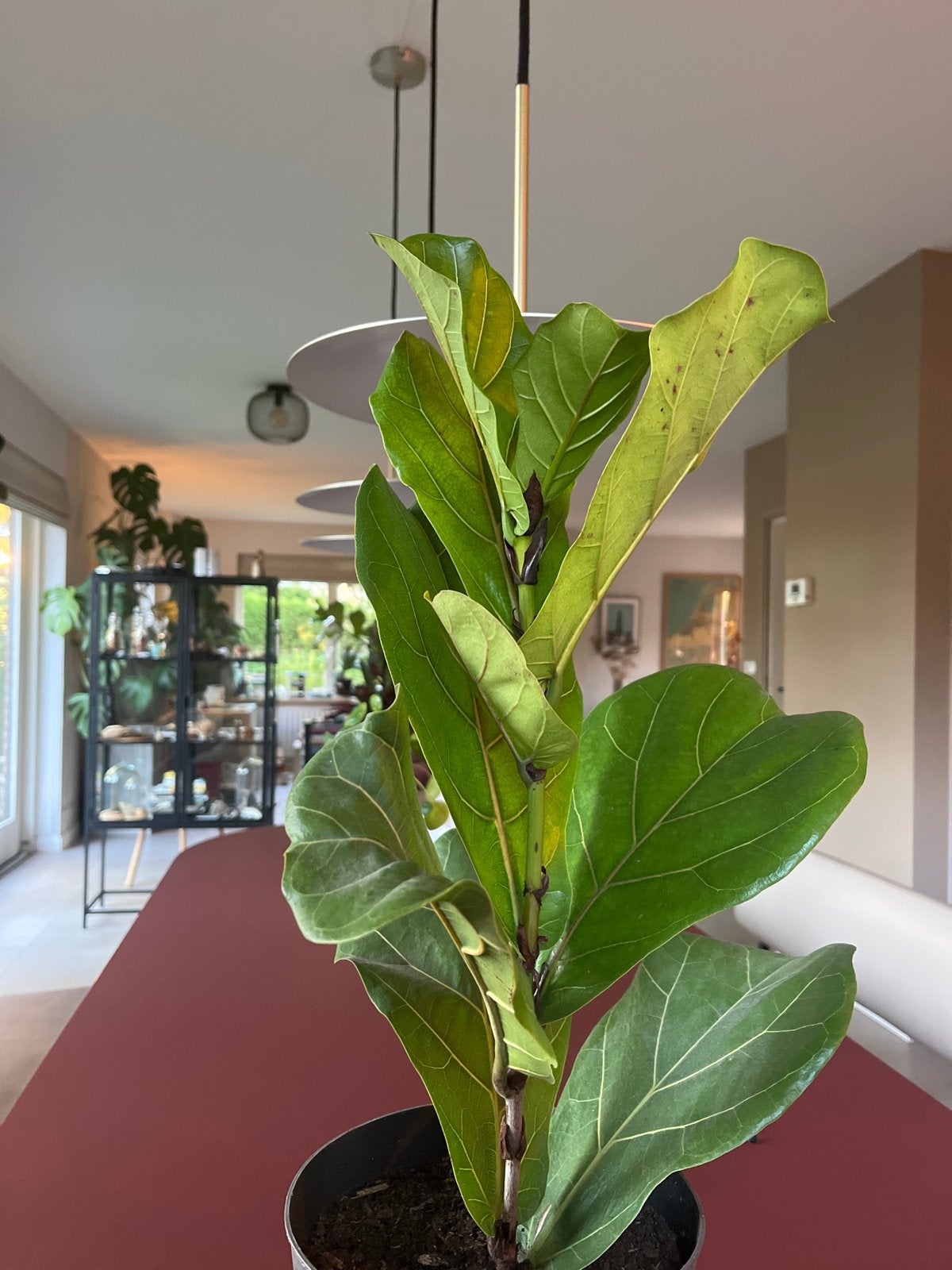 Mooie Ficus Lyrata (Tabaksplant) - Kamerplant, Ophalen, Ficus, Halfschaduw, In pot