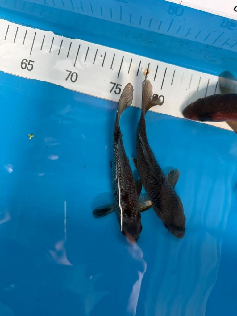 Ochiba/soragoi koi, Karper of Koi