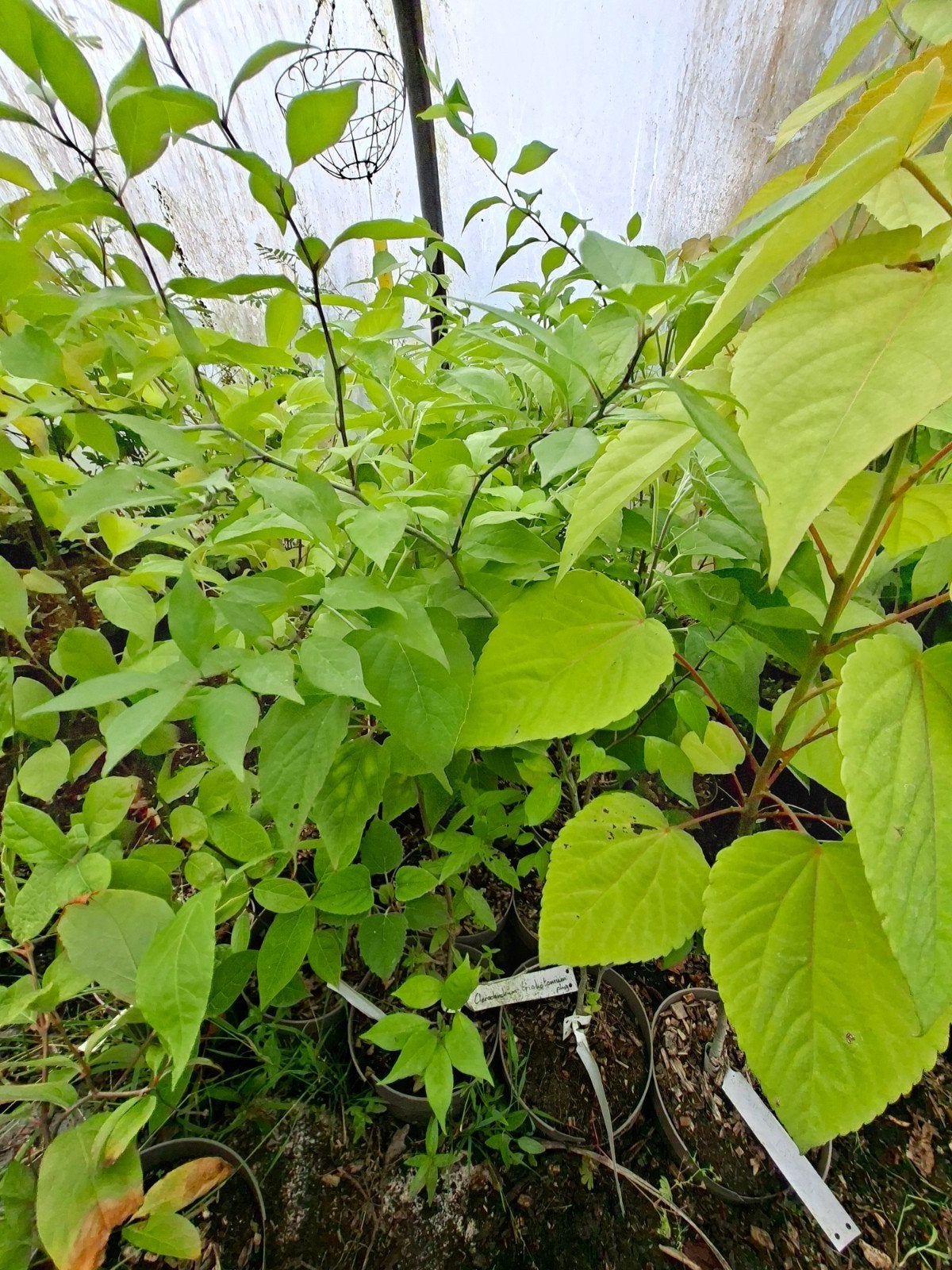 Osage sinaasappel (maclira pomifera), Ophalen of Verzenden, Minder dan 100 cm, Lente