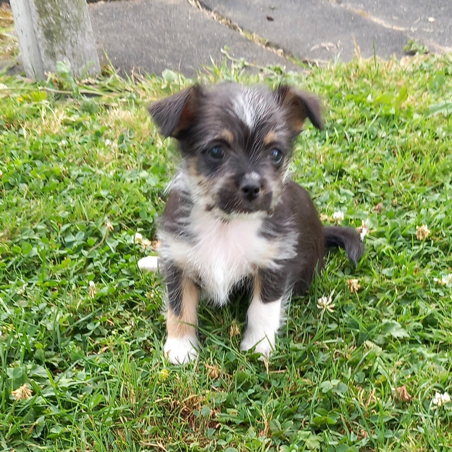 Lieve puppy's / puppy / pup / hond / hondjes, Overige rassen, 8 tot 15 weken, Meerdere, Meerdere dieren