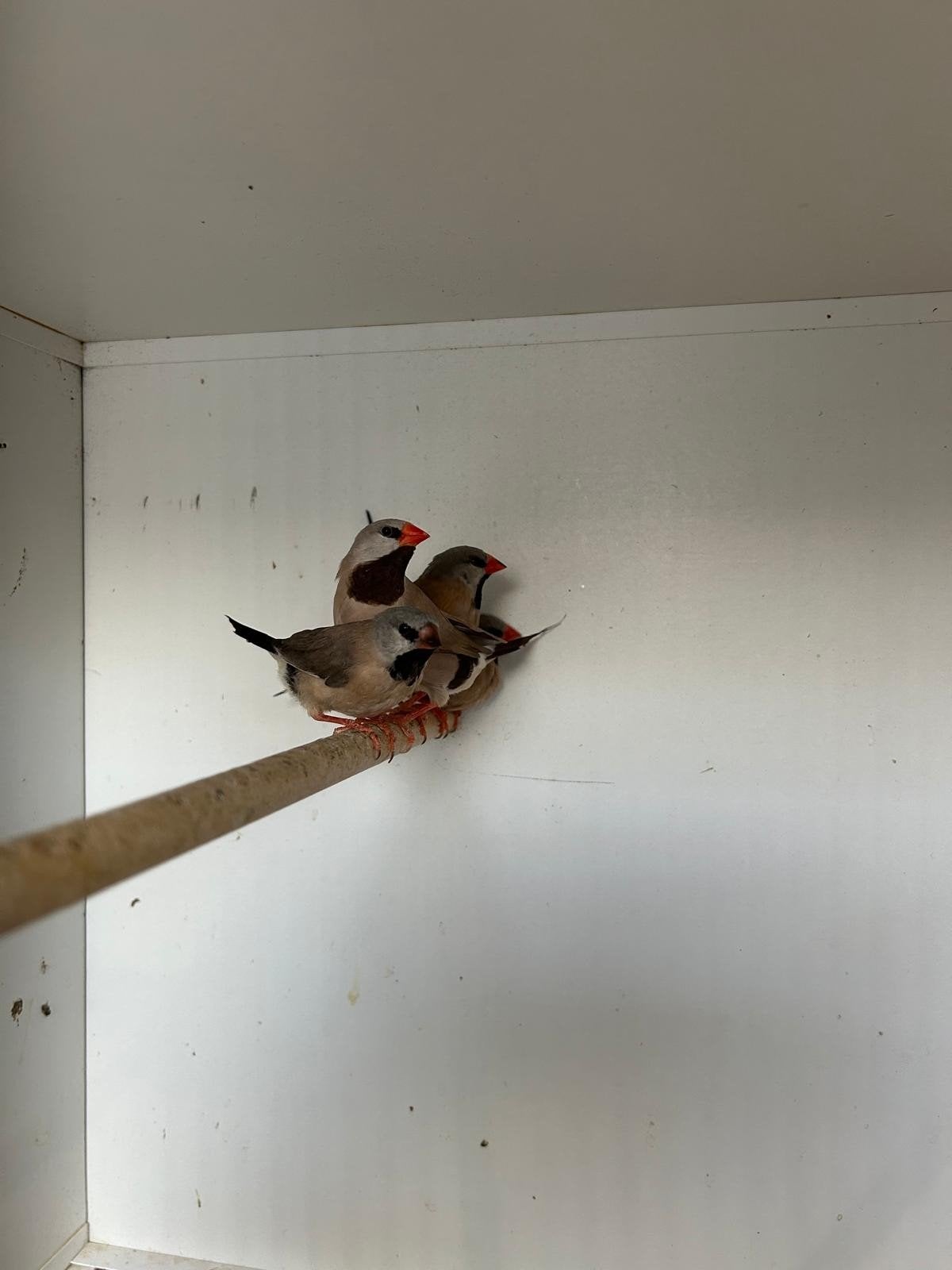 spitsstaartamadines, Dieren en Toebehoren, Meerdere dieren
